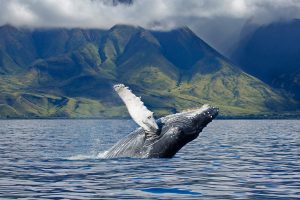 Humpback Sanctuary