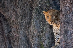Linyanti Leopard