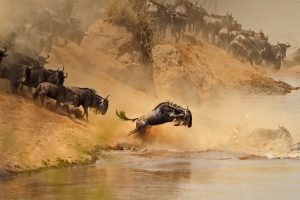 Mara River Crossing