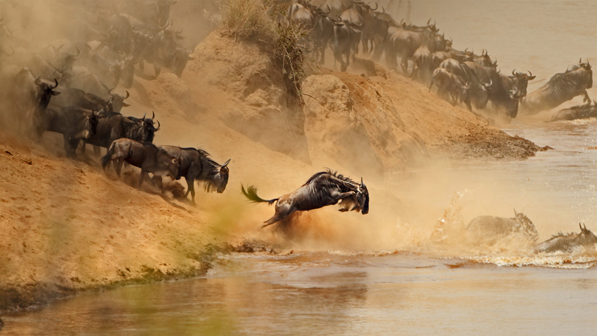 Mara River Crossing