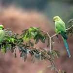 Parrots India