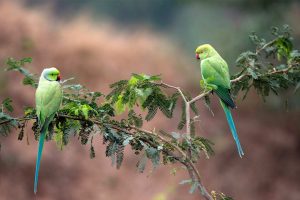 Parrots India