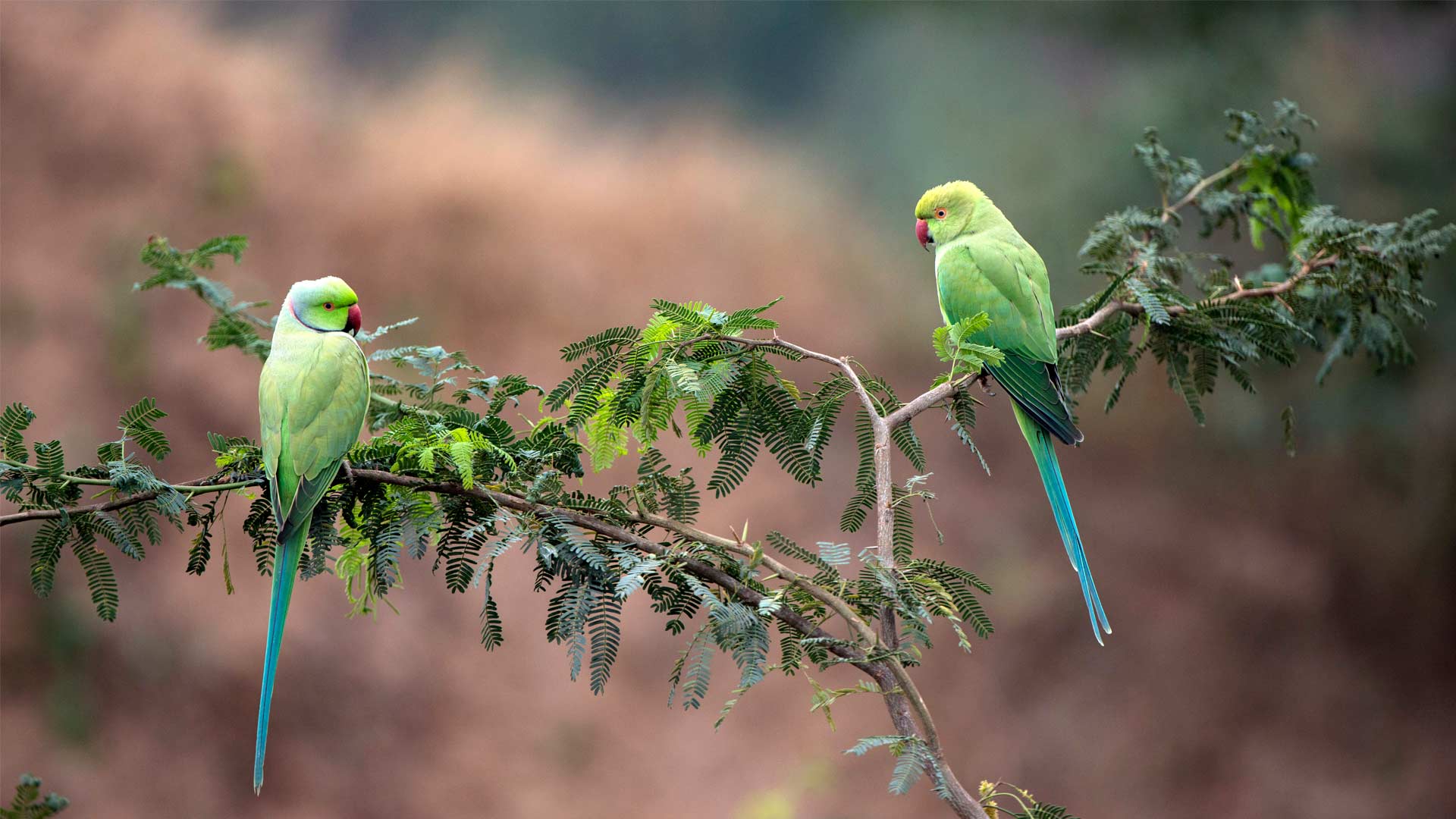 Parrots India – Bing Wallpaper Download