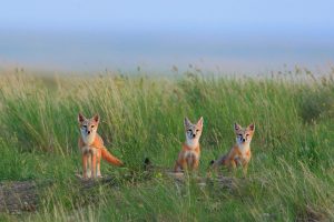 Swift Fox