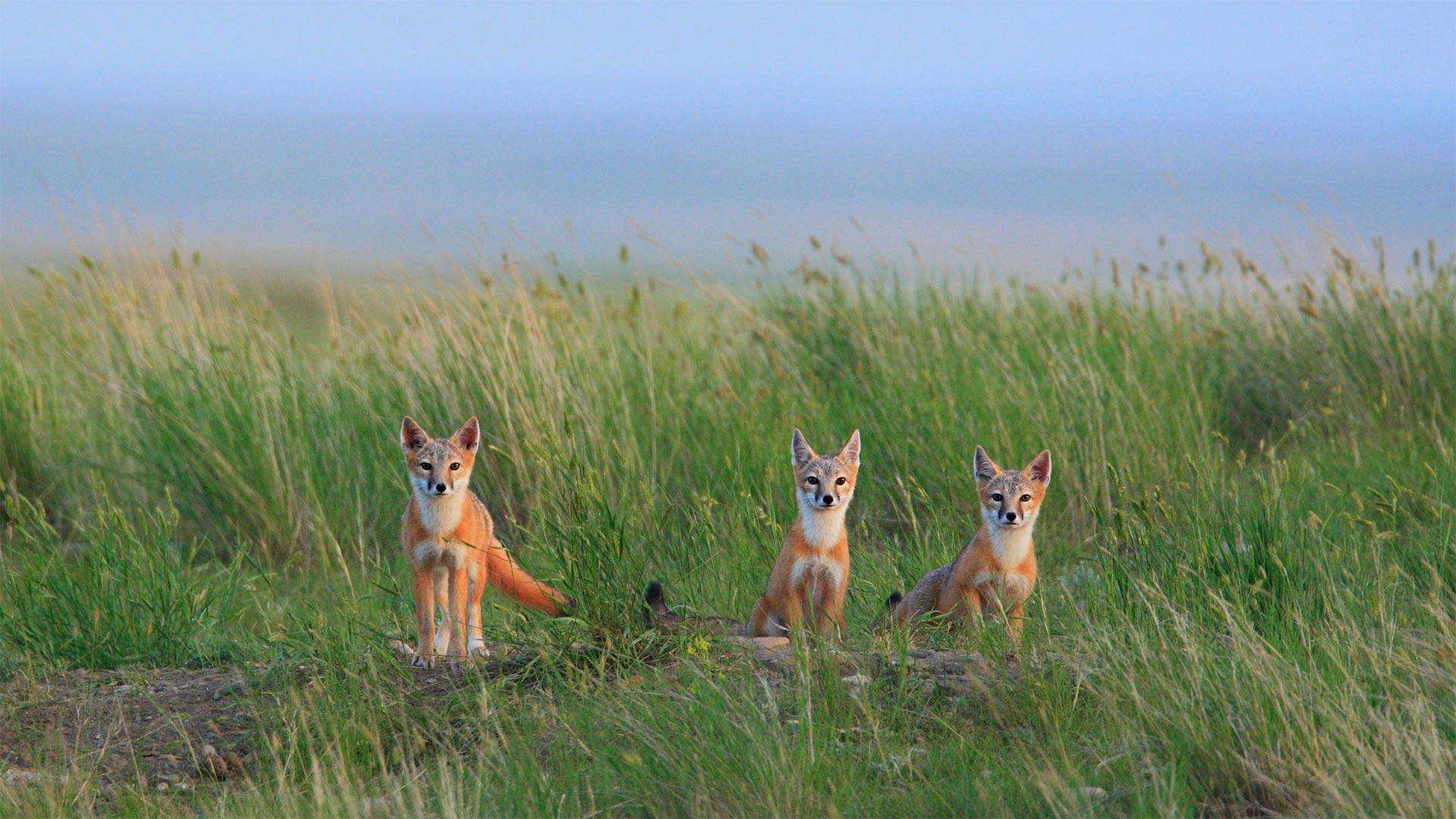 Swift Fox