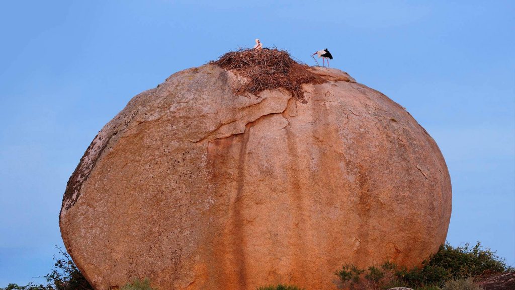 White Storks Nest