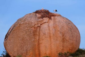 White Storks Nest