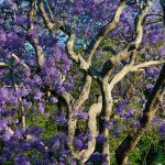 Blooming Jacaranda