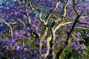 Blooming Jacaranda
