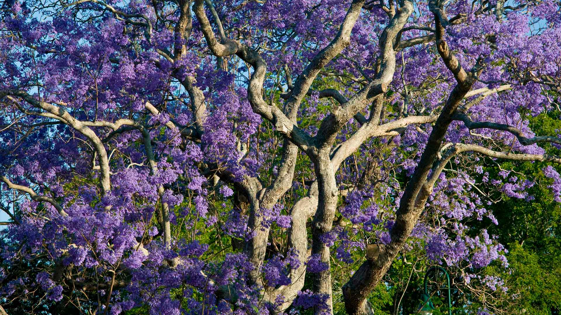 Blooming Jacaranda