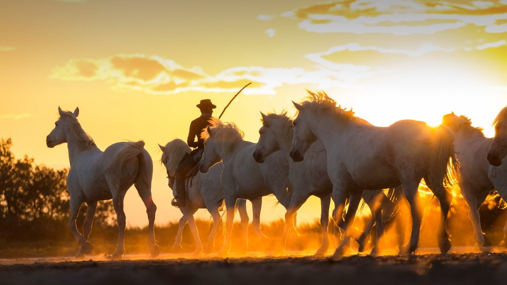 Cowboy Horses – Bing Wallpaper Download