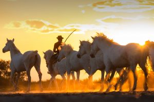 Cowboy Horses