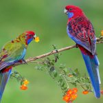 Crimson Rosella