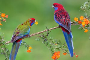 Crimson Rosella