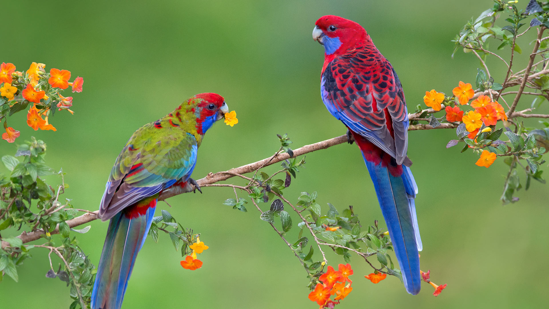 Crimson Rosella