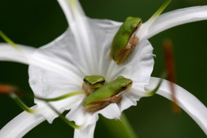 Eastern Sedgefrog