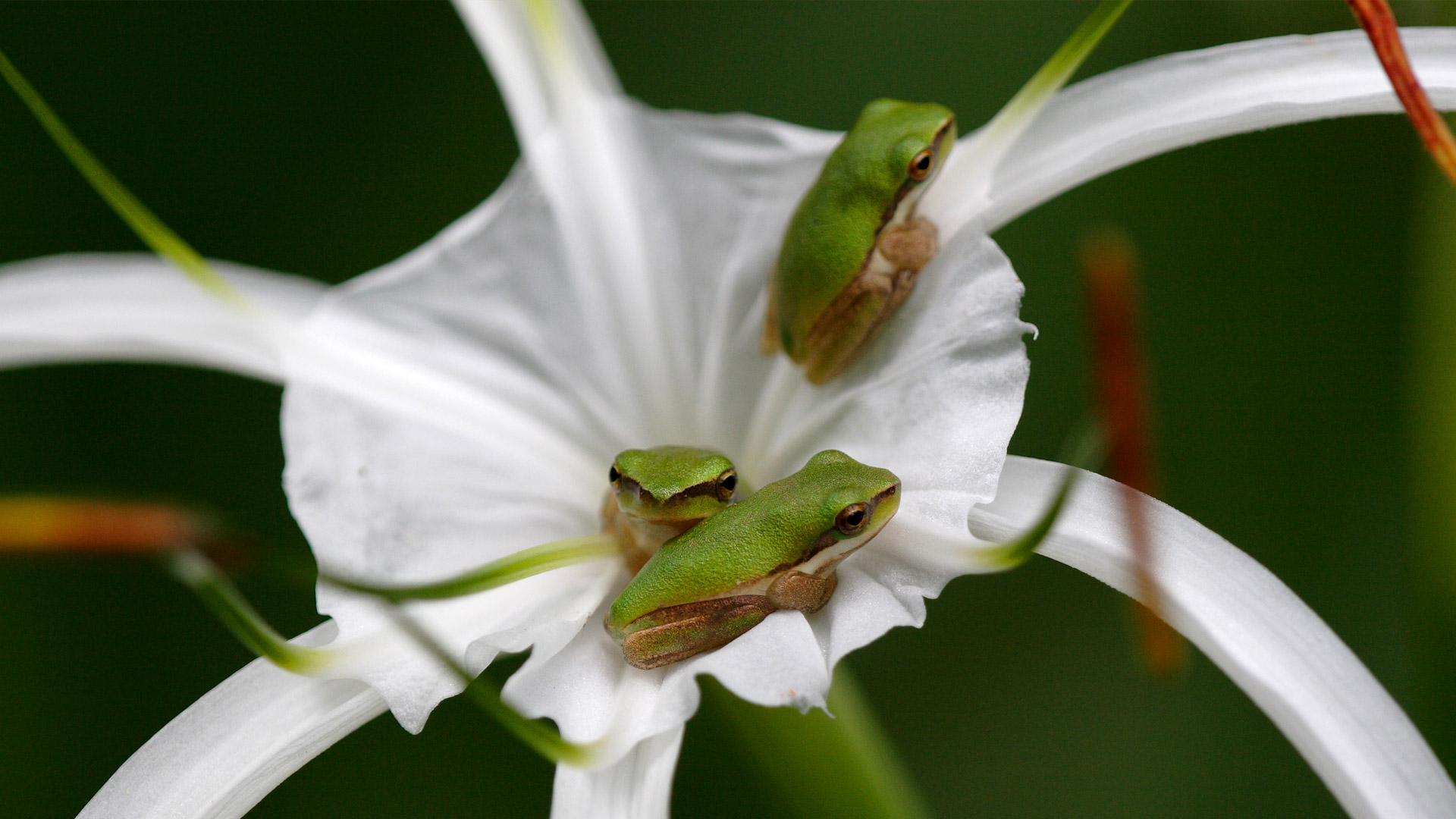 Eastern Sedgefrog