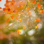 Hakuro Maple
