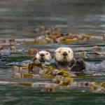 Kelp Keepers