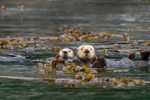 Kelp Keepers