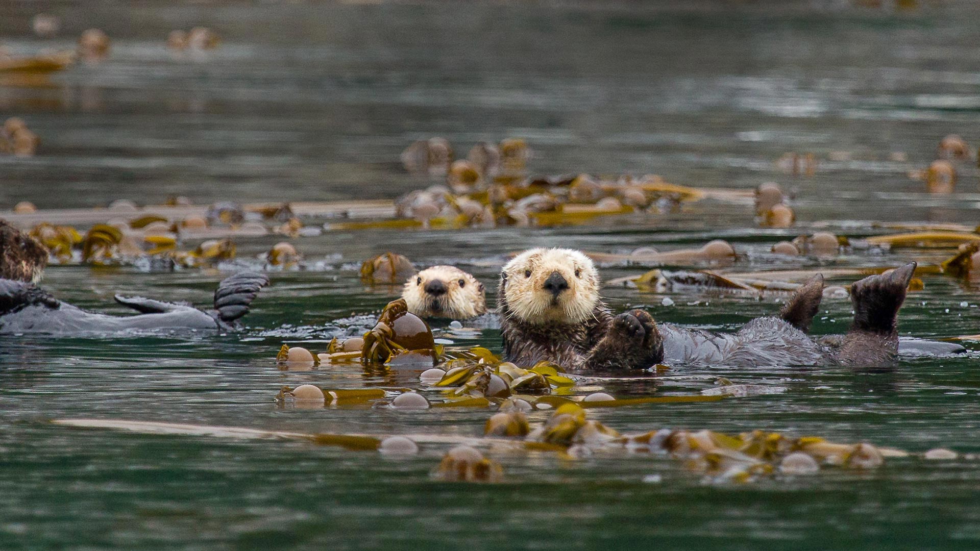 Kelp Keepers