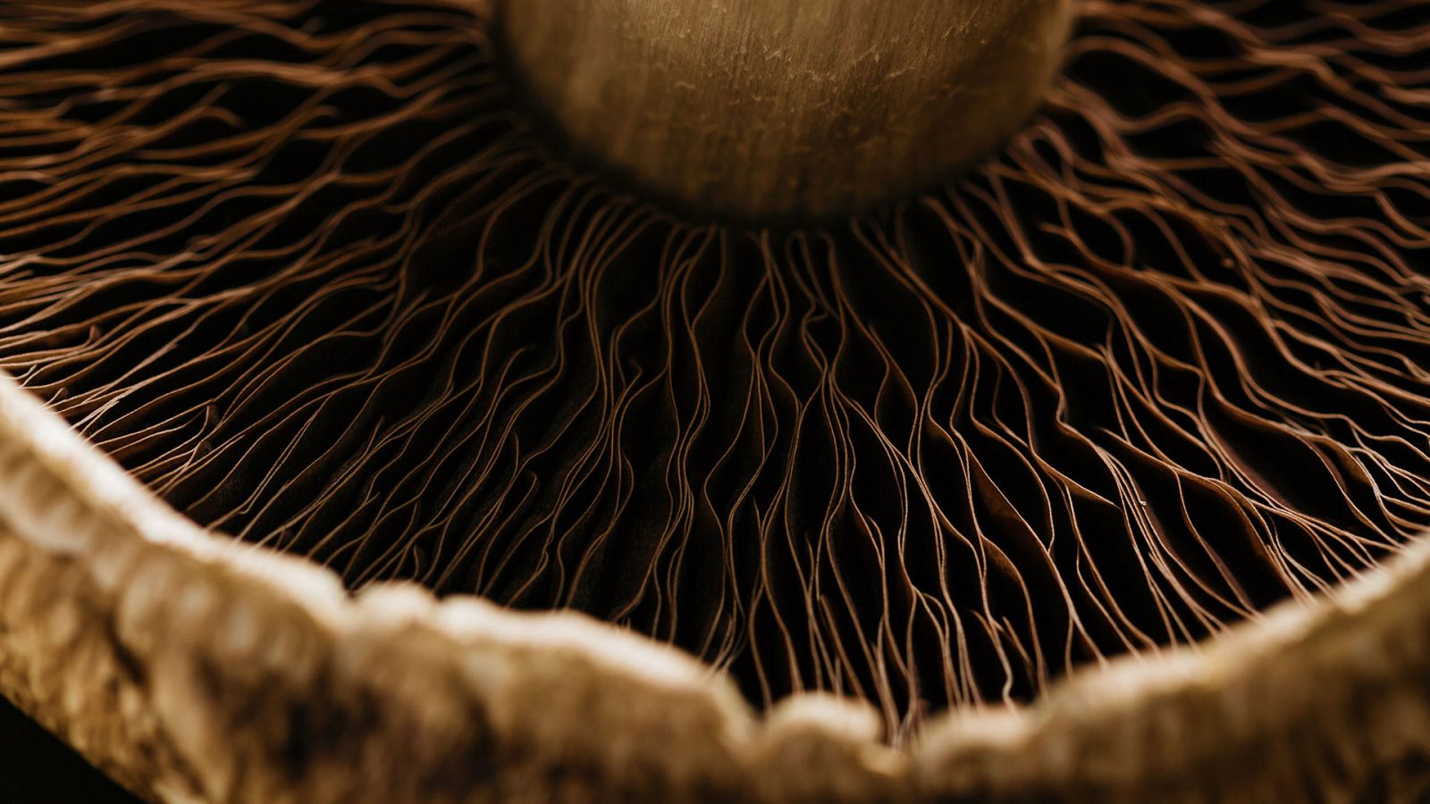 Mushroom Month Bing Wallpaper Download