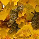 Okanagan Grapes