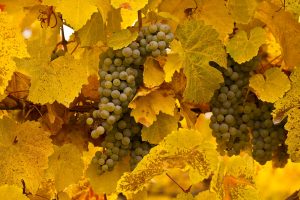 Okanagan Grapes