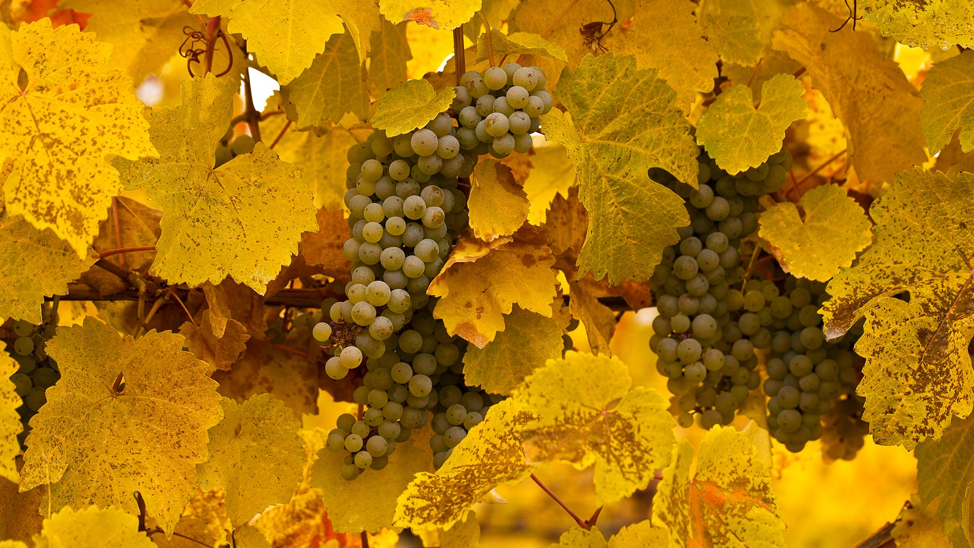 Okanagan Grapes