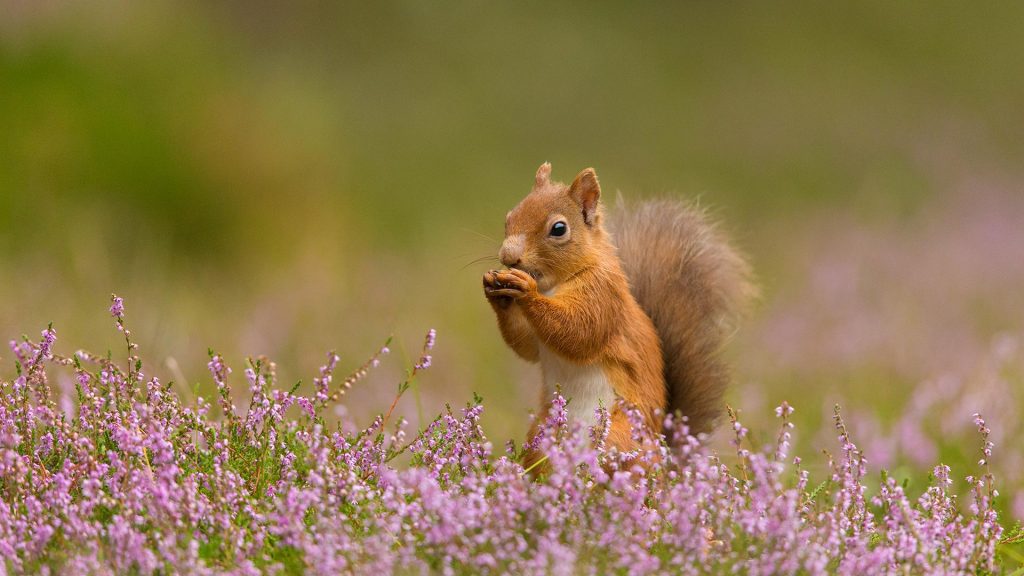 Squirrel Heather