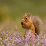 Squirrel Heather