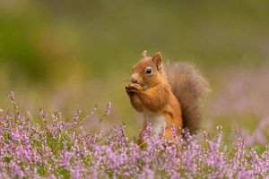 Squirrel Heather