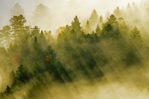 Sunbeams Forest