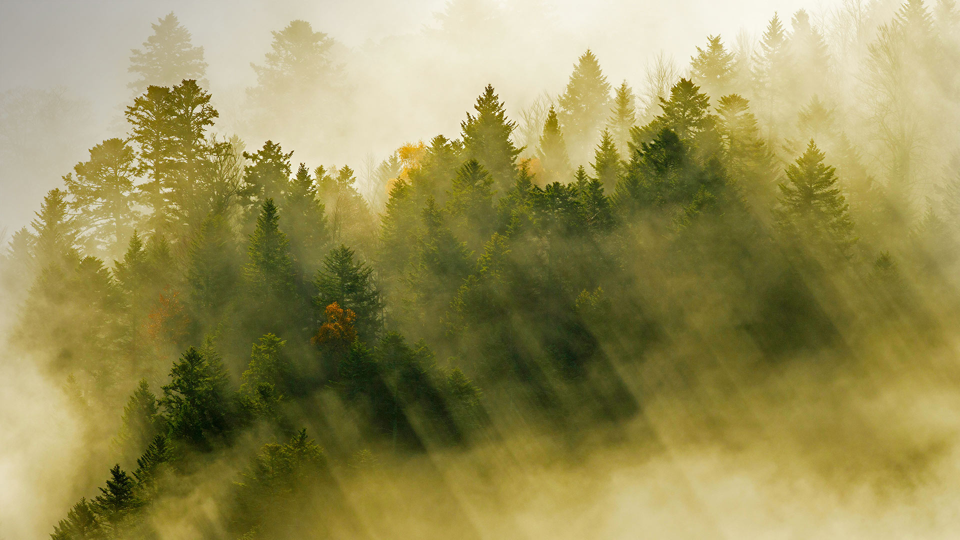 Sunbeams Forest