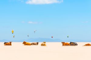 Tarifa Cows