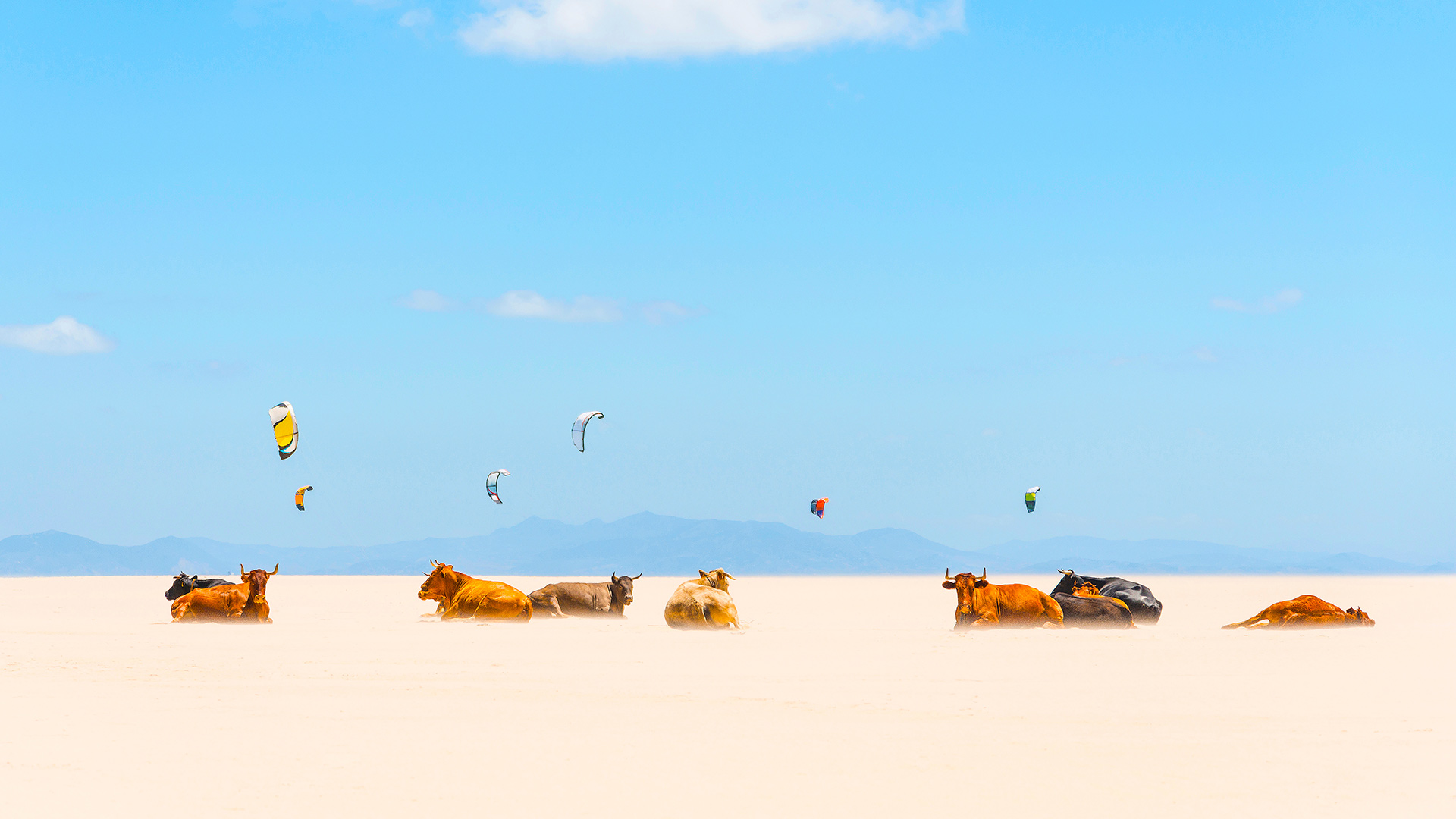 Tarifa Cows