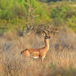 Tsavo Gerenuk