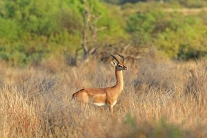 Tsavo Gerenuk