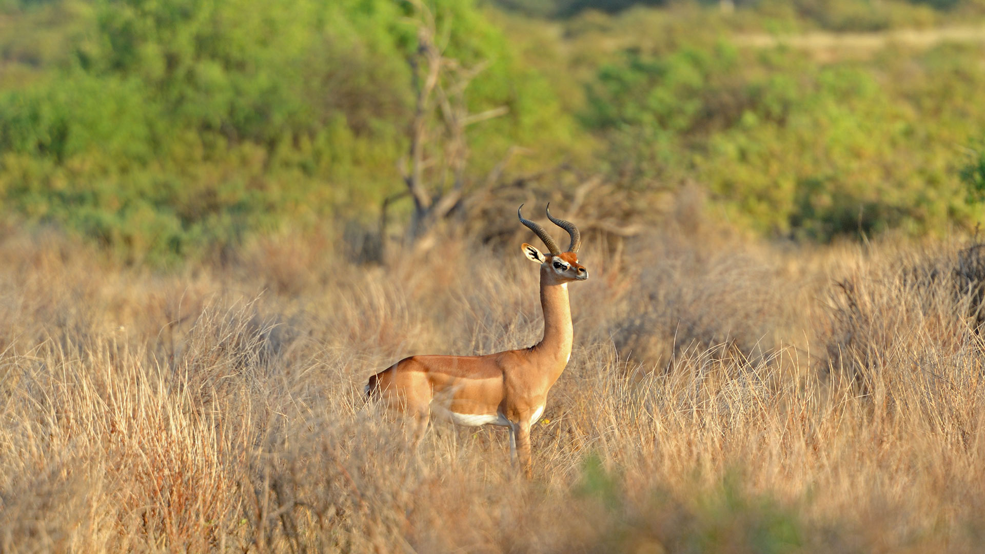 Tsavo Gerenuk