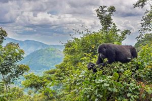 Uganda Gorilla