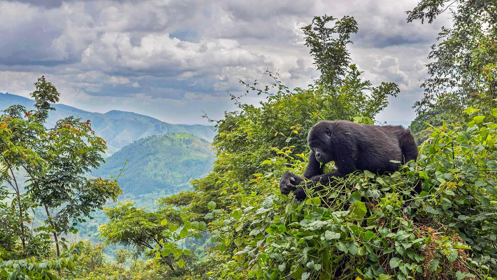 Uganda Gorilla