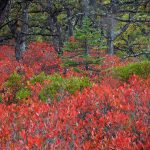 Acadia Blueberries