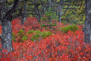 Acadia Blueberries