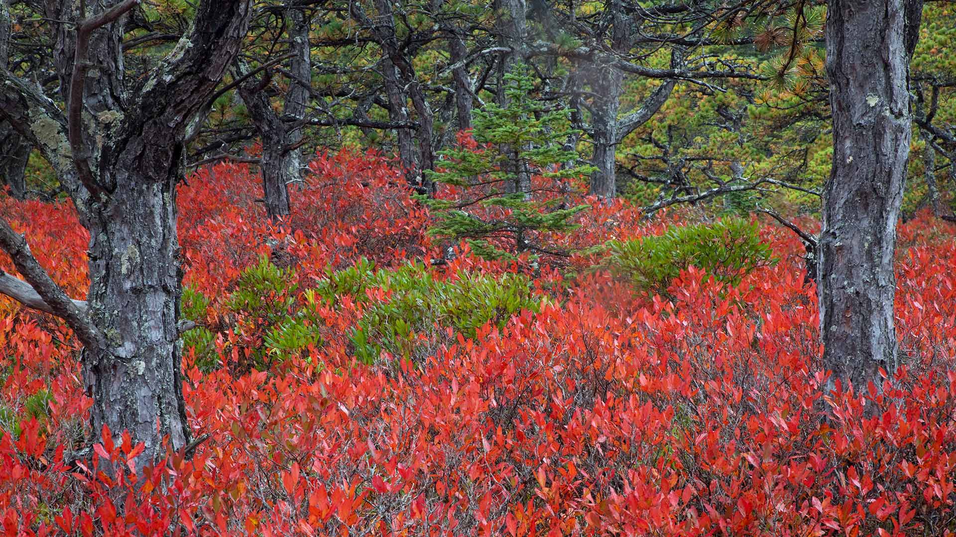 Acadia Blueberries