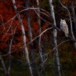 Alberta Owl