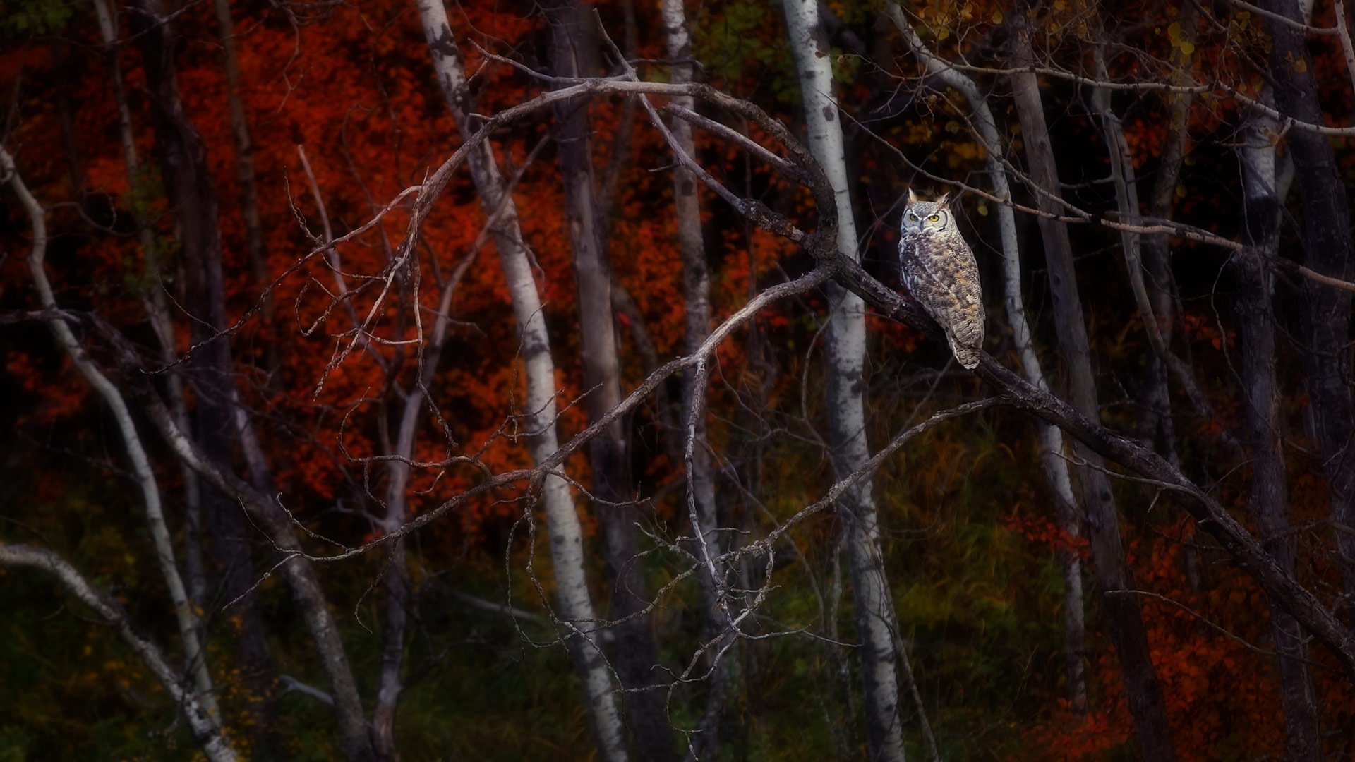 Alberta Owl