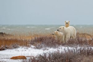 Churchill Polar Bear