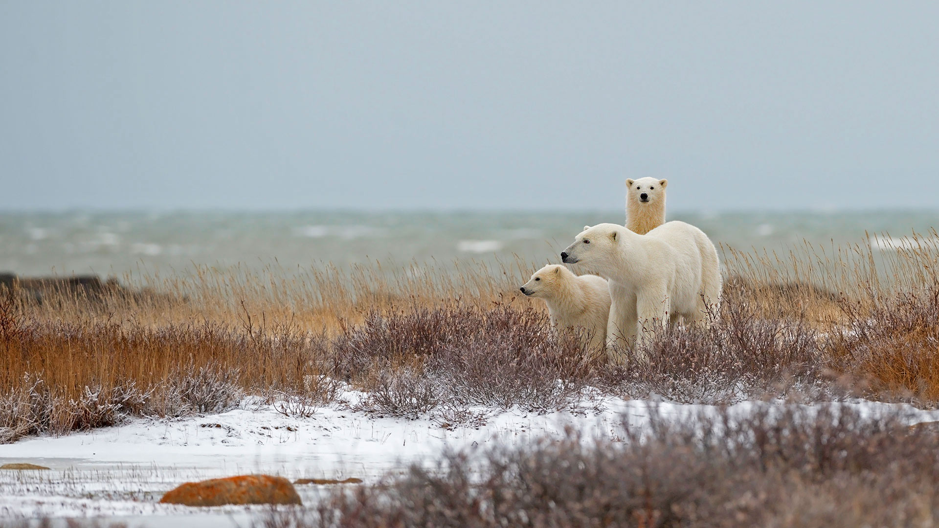 Churchill Polar Bear