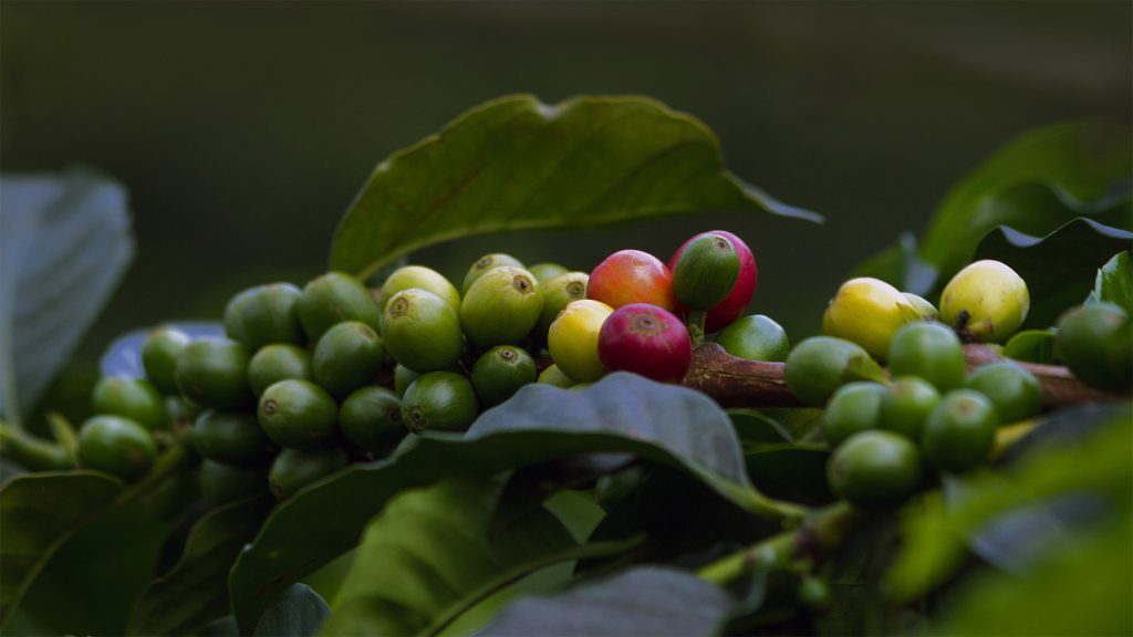 Coffee Cherries