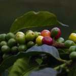 Coffee Cherries